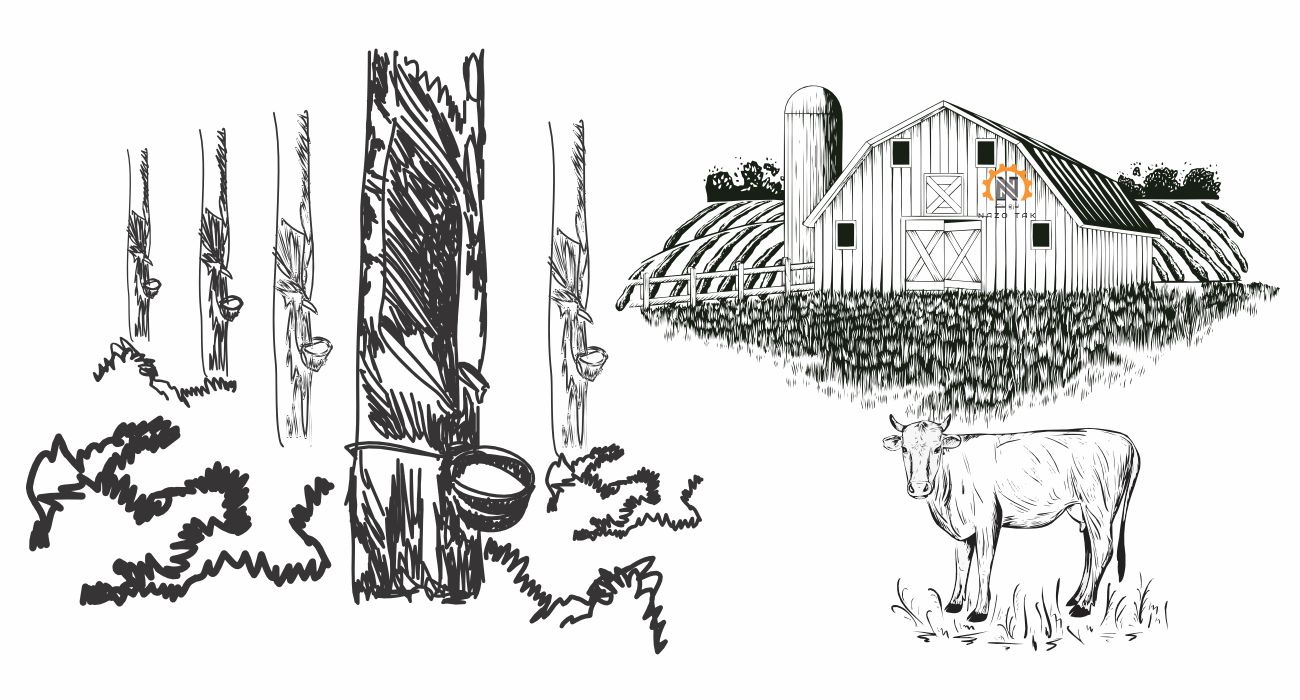 history Latex rubber tree